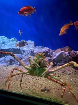 名古屋港水族館に投稿された画像（2023/10/8）