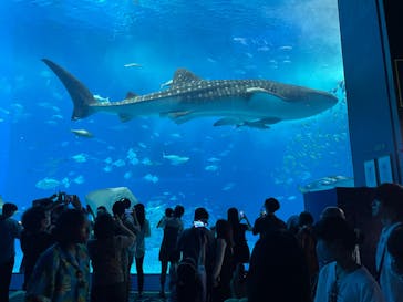 沖縄美ら海水族館に投稿された画像（2023/10/8）