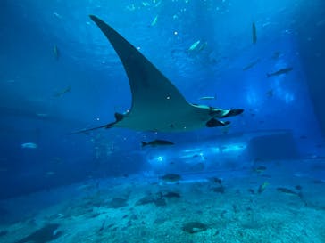 沖縄美ら海水族館に投稿された画像（2023/10/8）