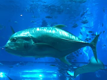 沖縄美ら海水族館に投稿された画像（2023/10/8）