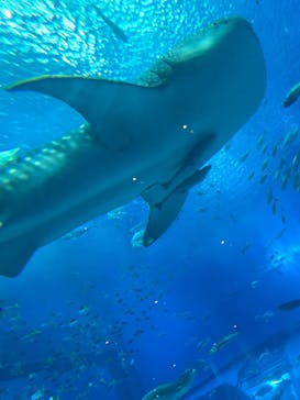 沖縄美ら海水族館に投稿された画像（2023/10/8）