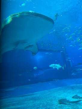 沖縄美ら海水族館に投稿された画像（2023/10/8）