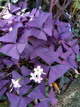 横浜イングリッシュガーデンに投稿された画像（2023/10/8）