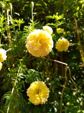 横浜イングリッシュガーデンに投稿された画像（2023/10/8）