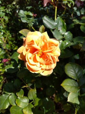 横浜イングリッシュガーデンに投稿された画像（2023/10/8）