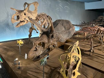 福井県立恐竜博物館に投稿された画像（2023/10/8）