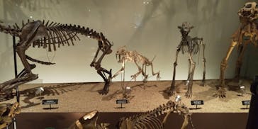 国立科学博物館に投稿された画像（2023/10/8）