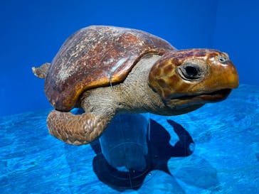 特別展「海　―生命のみなもと―」（国立科学博物館）に投稿された画像（2023/10/8）