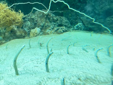 環境水族館アクアマリンふくしまに投稿された画像（2023/10/8）