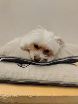 Moff アニマル カフェ イーアス 高尾店に投稿された画像（2023/10/8）