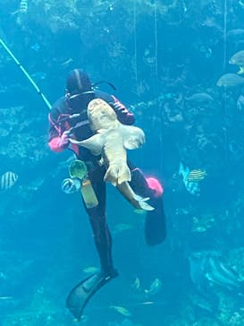 下田海中水族館に投稿された画像（2023/10/8）