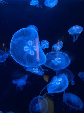 下田海中水族館に投稿された画像（2023/10/8）