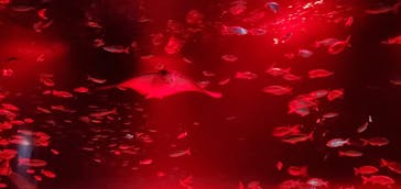 サンシャイン水族館に投稿された画像（2023/10/8）