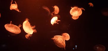 サンシャイン水族館に投稿された画像（2023/10/8）