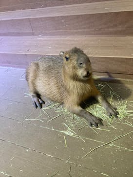 カワスイ 川崎⽔族館に投稿された画像（2023/10/8）