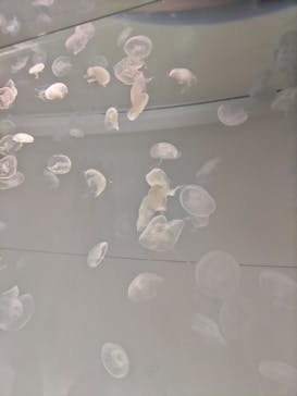 アクアワールド茨城県大洗水族館に投稿された画像（2023/10/8）