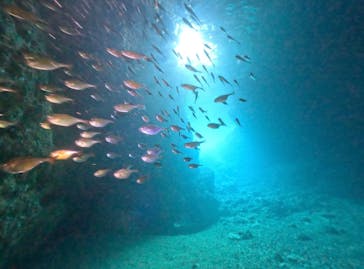 DIVING-SHOP SUNSに投稿された画像（2023/10/8）