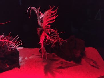 サンシャイン水族館に投稿された画像（2023/10/8）