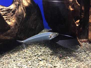 サンシャイン水族館に投稿された画像（2023/10/8）