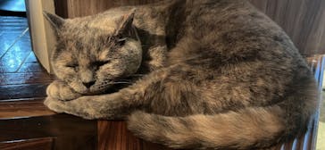 猫カフェモカ　渋谷センター街店に投稿された画像（2023/10/8）