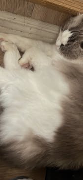 猫カフェモカ　渋谷センター街店に投稿された画像（2023/10/8）