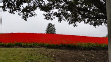 とっとり花回廊に投稿された画像（2023/10/8）