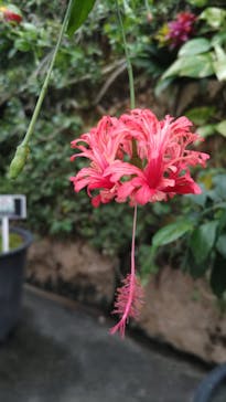 とっとり花回廊に投稿された画像（2023/10/8）