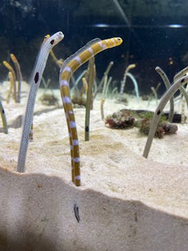 京都水族館に投稿された画像（2023/10/8）