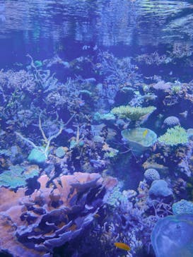 名古屋港水族館に投稿された画像（2023/10/8）