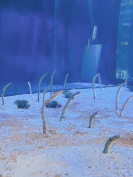 名古屋港水族館に投稿された画像（2023/10/8）