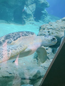 名古屋港水族館に投稿された画像（2023/10/8）