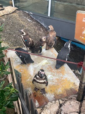 上越市立水族博物館 うみがたりに投稿された画像（2023/10/8）