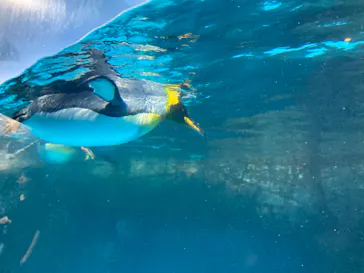 横浜・八景島シーパラダイスに投稿された画像（2023/10/8）