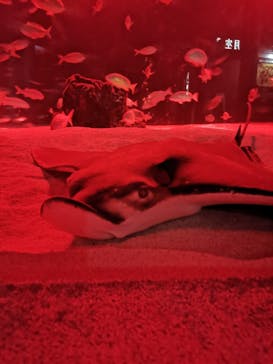 サンシャイン水族館に投稿された画像（2023/10/8）