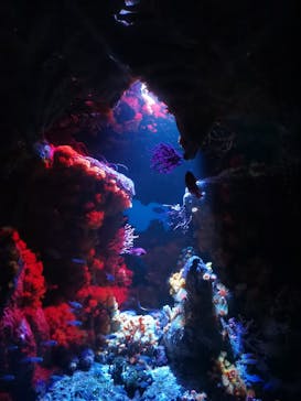 サンシャイン水族館に投稿された画像（2023/10/8）