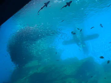 仙台うみの杜水族館に投稿された画像（2023/10/8）
