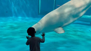 島根県立 しまね海洋館に投稿された画像（2023/10/8）