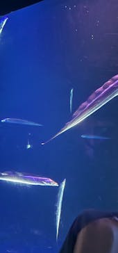 大分マリーンパレス水族館 「うみたまご」に投稿された画像（2023/10/8）