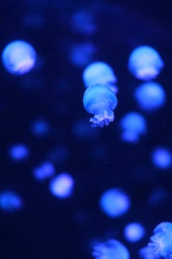 京都水族館に投稿された画像（2023/10/8）