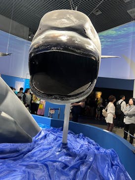 特別展「海　―生命のみなもと―」（国立科学博物館）に投稿された画像（2023/10/8）