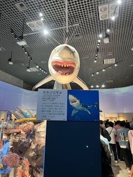 特別展「海　―生命のみなもと―」（国立科学博物館）に投稿された画像（2023/10/8）