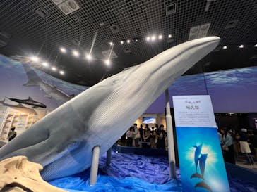 特別展「海　―生命のみなもと―」（国立科学博物館）に投稿された画像（2023/10/8）