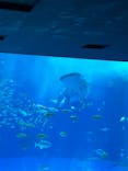 沖縄美ら海水族館に投稿された画像（2023/10/9）