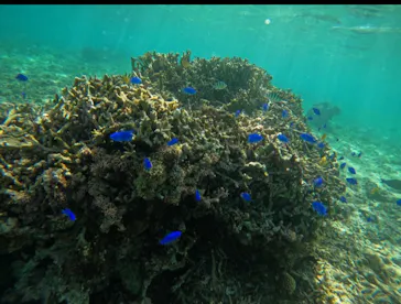 武藤潜水に投稿された画像（2023/10/9）