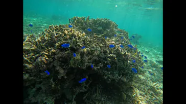 武藤潜水に投稿された画像（2023/10/9）