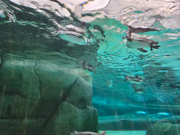 天王寺動物園に投稿された画像（2023/10/9）