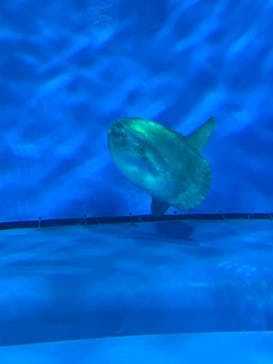 アクアワールド茨城県大洗水族館に投稿された画像（2023/10/9）