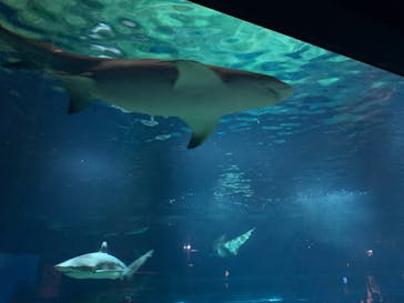 アクアワールド茨城県大洗水族館に投稿された画像（2023/10/9）