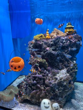 アクアワールド茨城県大洗水族館に投稿された画像（2023/10/9）