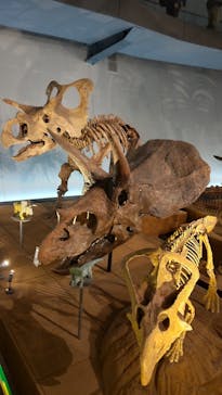 福井県立恐竜博物館に投稿された画像（2023/10/9）